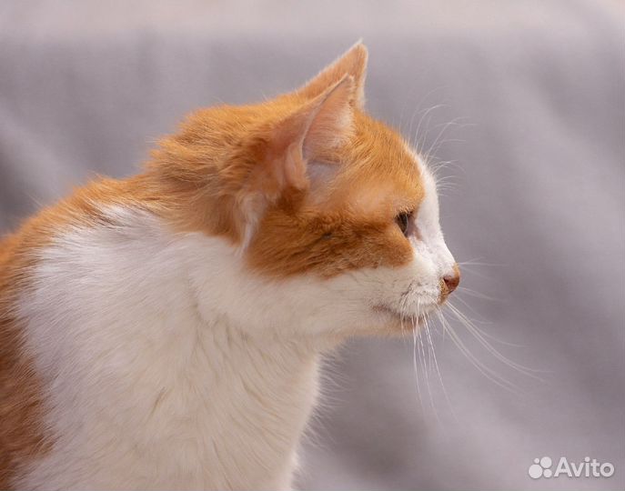 Миниатюрная кошечка Липа