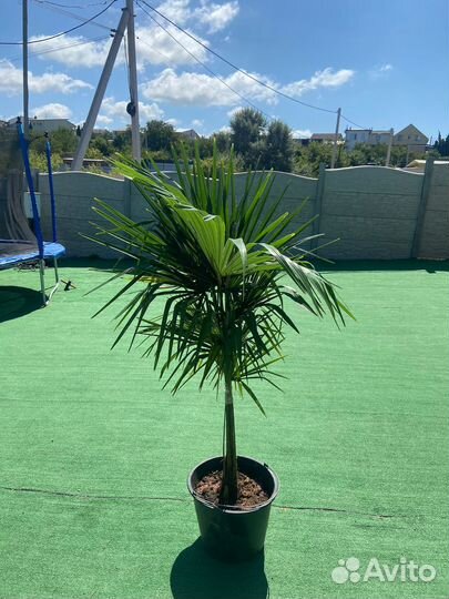Пальма Трахикарпус форчуна