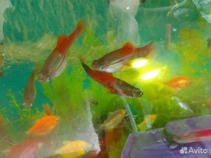 Рыба меченносец самки.самцы