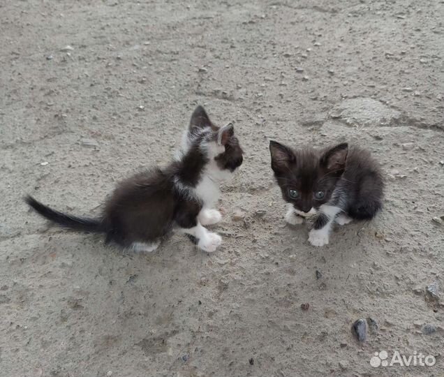 Котята отдам бесплатно