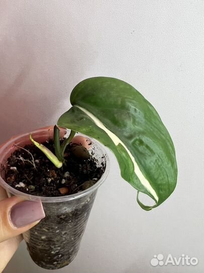 Филодендрон rio