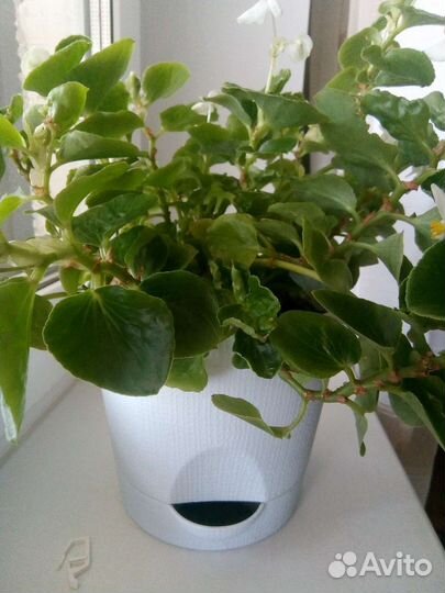 Бегония вечноцветущая белая