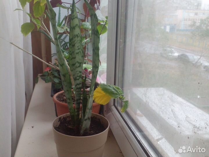 Сансиверия
