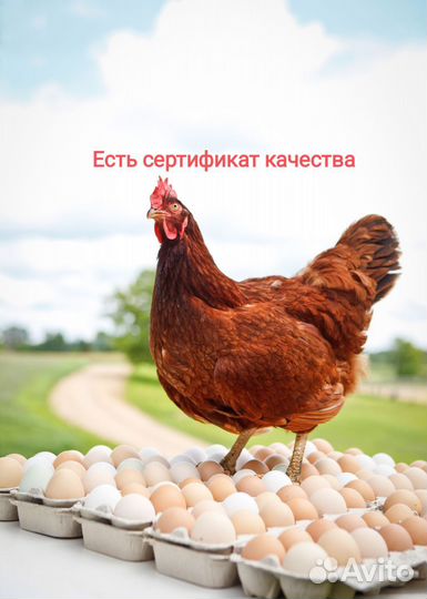 Домашние куриные яйца
