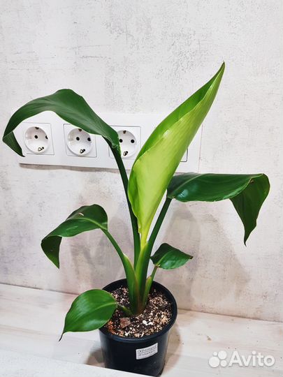 Стрелиция Николая и Регина