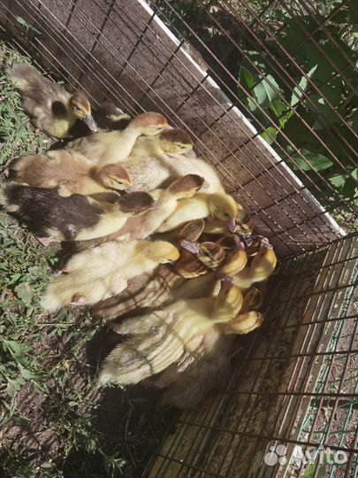 Индоутята тяжёлых линий, двух недельные