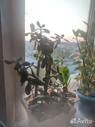 Денежное дерево