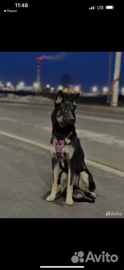 Собака в добрые руки