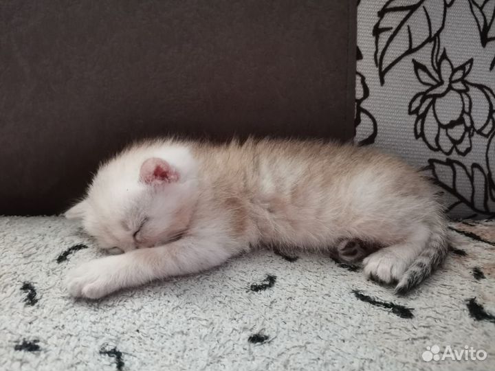 Отдам котенка мальчика