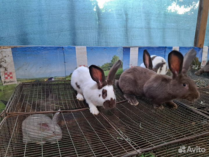 Продам молодых самцов нпв