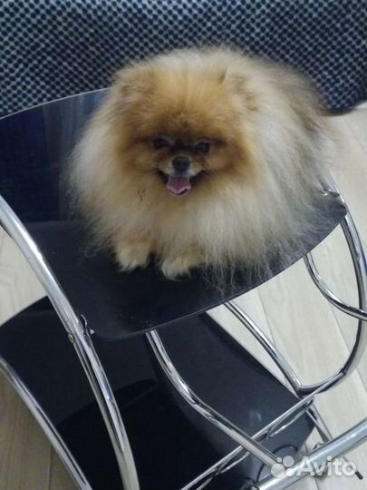 Мини Шпиц для вязок, щенки