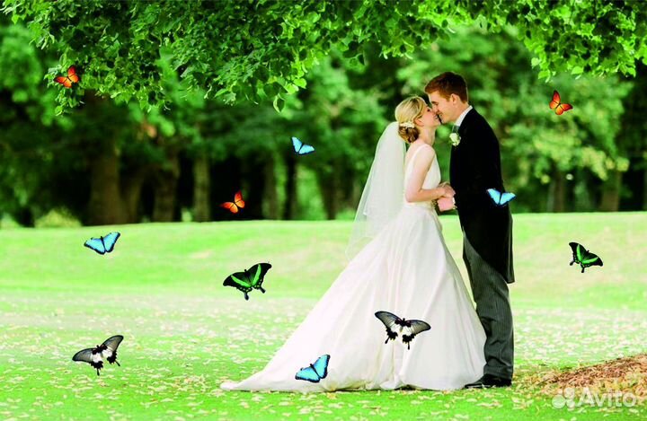 Салют из Живых Тропических Бабочек с/б-18