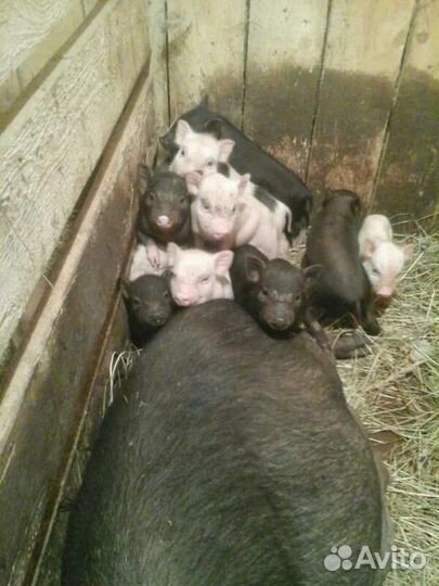 Поросята