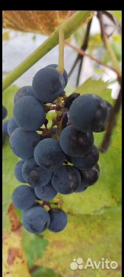 Рассада и саженцы