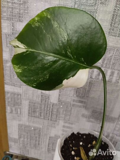 Монстера Альба