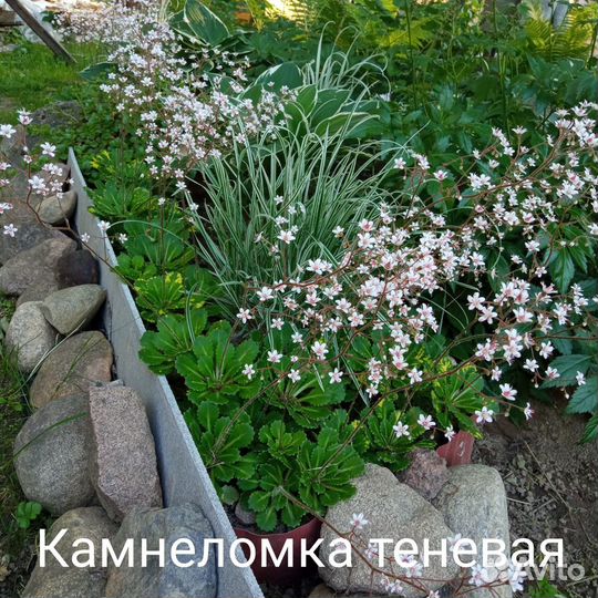 Камнеломка теневая, многолетник для сада