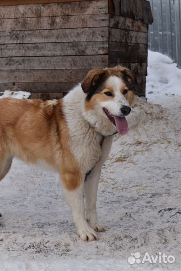 Собака Душа