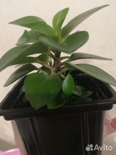 Комнатные растения