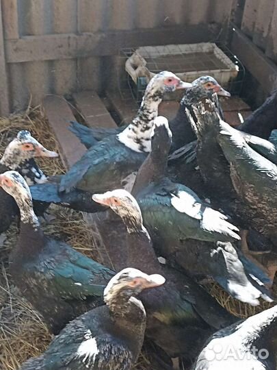 Мускусные утки