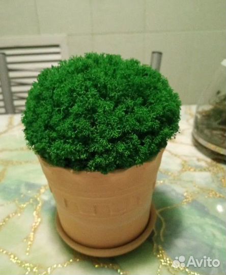 Мох для декора стен и помещений ягель кочки опт