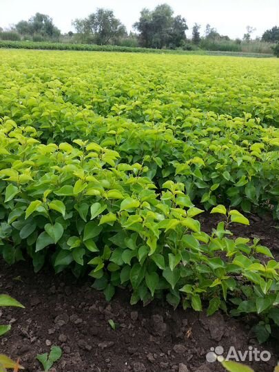 Подвой антипка (моголебка)