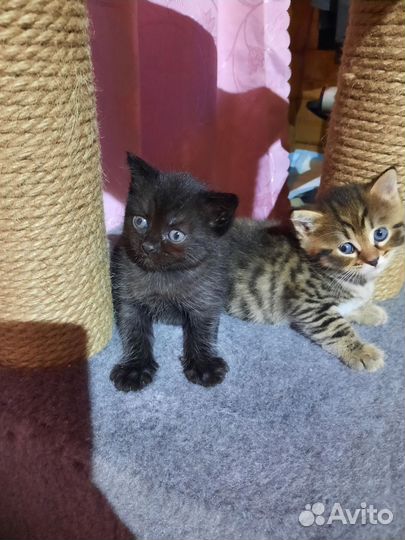 Кошка в дар бесплатно