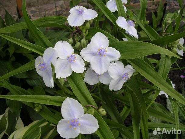 Традесканция садовая многолетняя