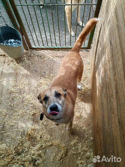 Малышка Шейла. Собака в дар. Приют Некрасовка