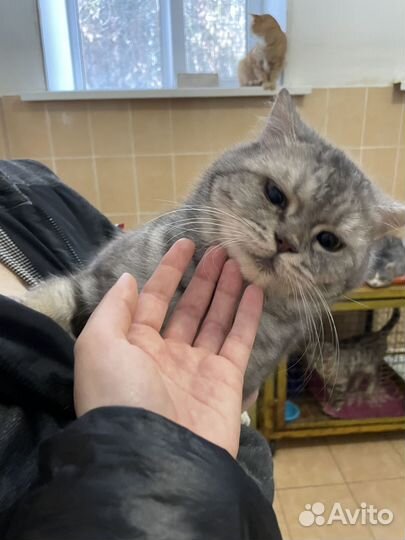 В приюте настоящий Шотландский