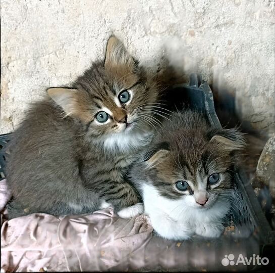 Отдам бесплатно