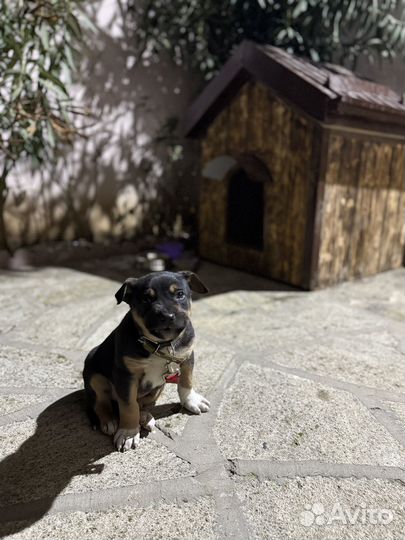 Щенок питбуля