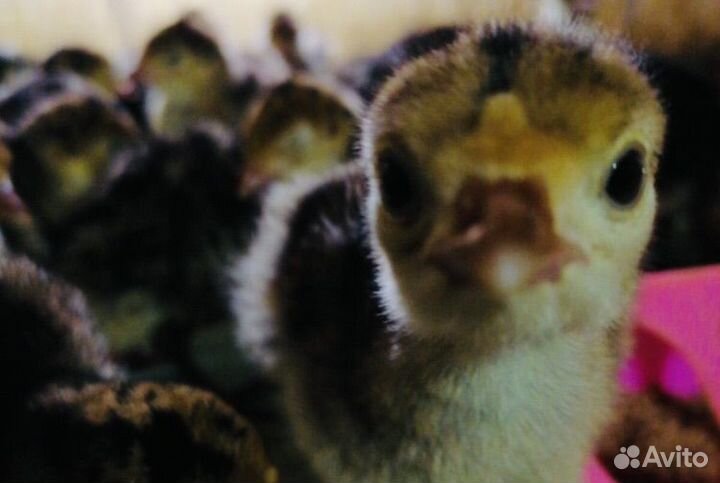 Индюшата утята