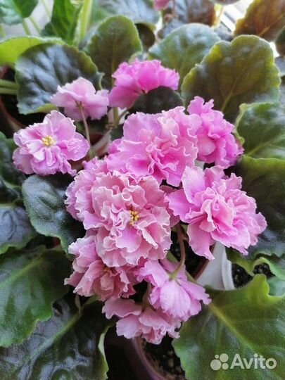 Экзотические растения