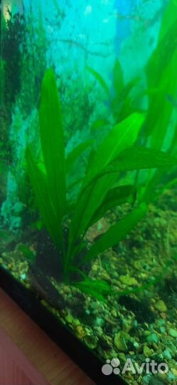 Аквариумное растение эхиндорус