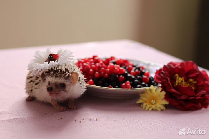 Карликовый африканский ежик