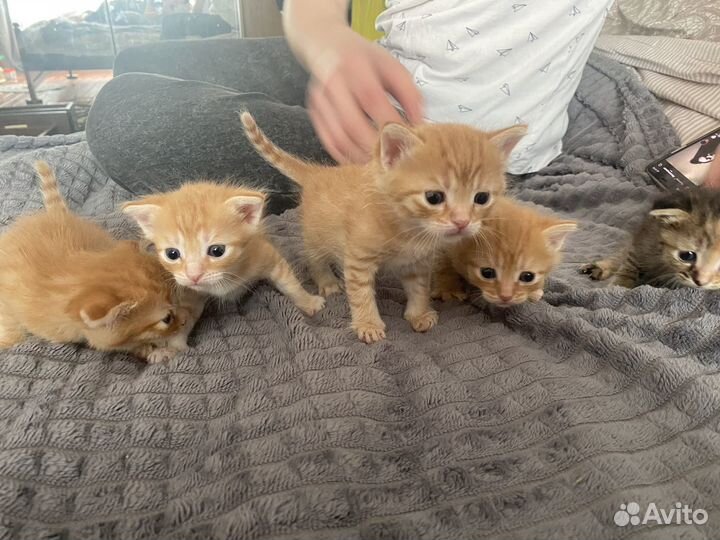 Котята в добрые руки