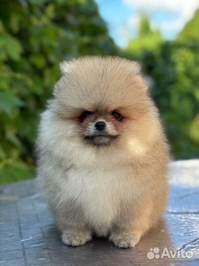 Померанский шпиц мини