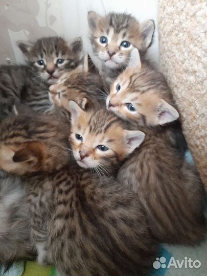 Бенгальские котята