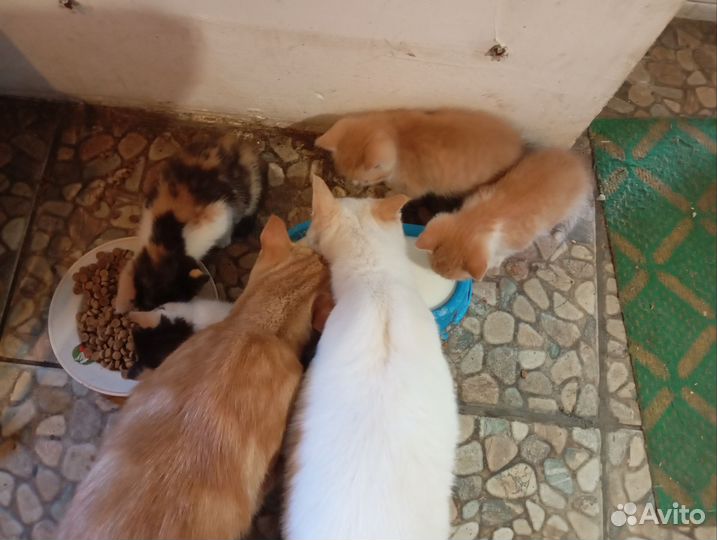 Котята в добрые руки