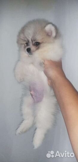 Пати мальчик Померанский шпиц