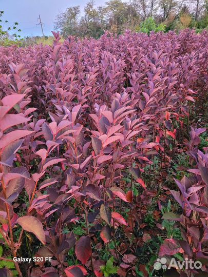 Черёмуха краснолистная