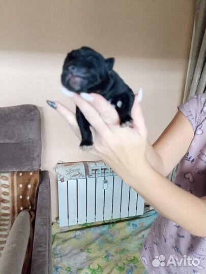 Щенки лабрадора