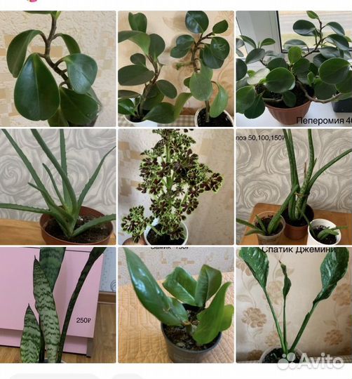 Комнатные цветы