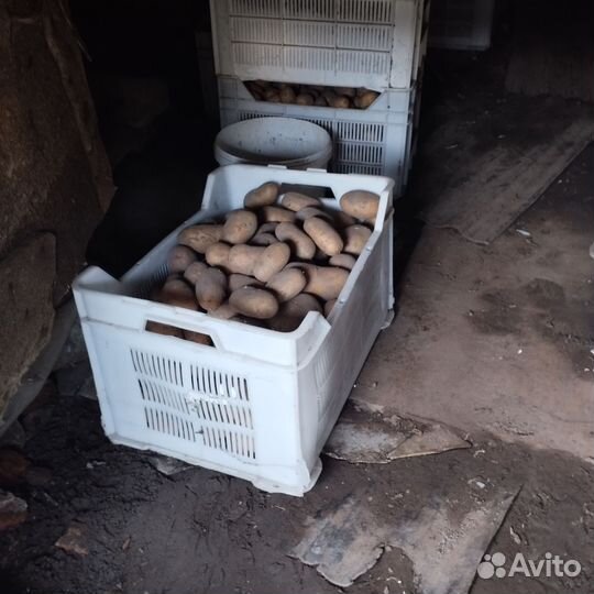 Картофель