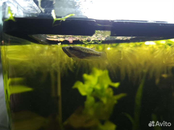 Аквариумы Dennerle и оборудование