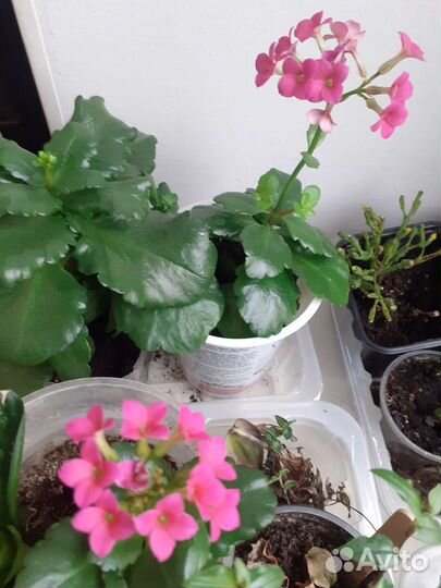 Каланхоэ Броссфельда, розовый, малиновый, белый