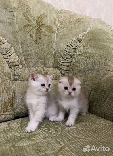 Котята - львята