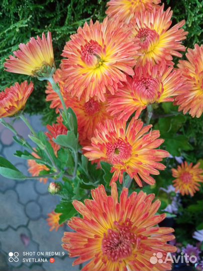 Хризантемы многолетние