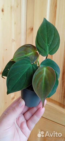 Филодендроны сортовые