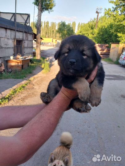 Собака в добрые руки отдам бесплатно